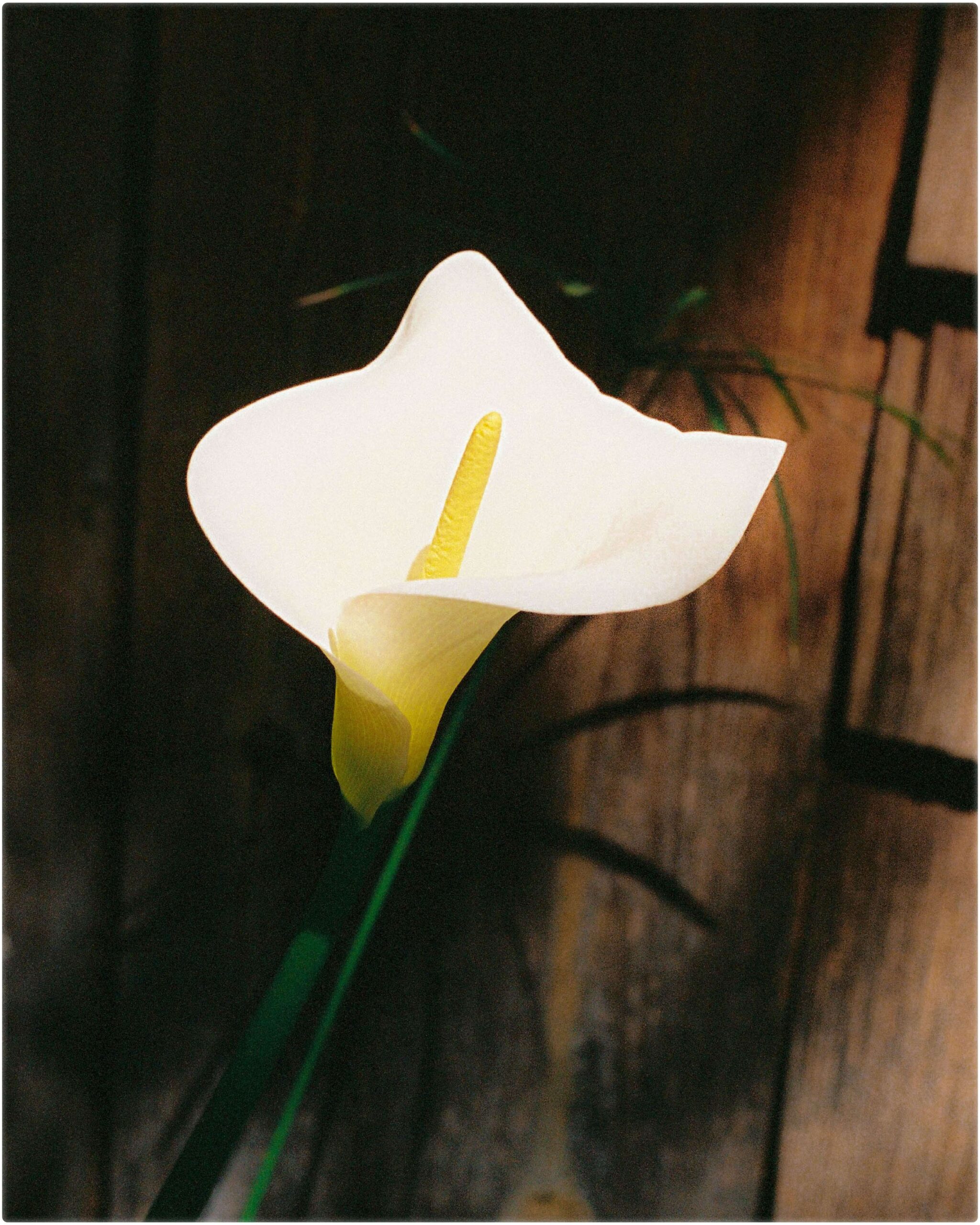 CASADEFANG_MARIACAPDEVILA_7